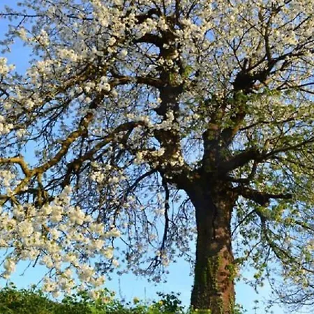 Brunnenhof Garden View *